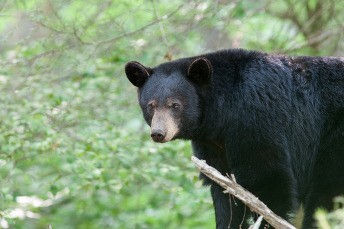 NJDEP Advises Public To Be Aware Of Black Bears And Take Steps To Reduce Encounters