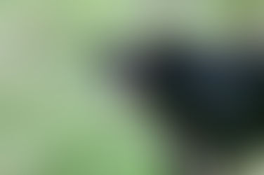 NJDEP Advises Public To Be Aware Of Black Bears And Take Steps To Reduce Encounters