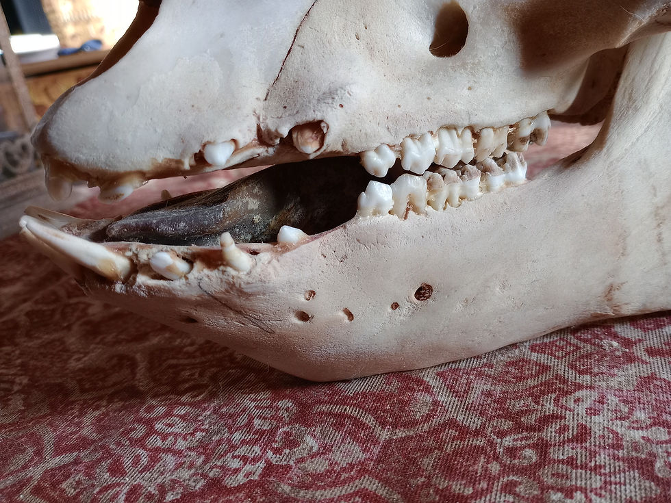 Thumbnail: Domestic pig skull with tongue