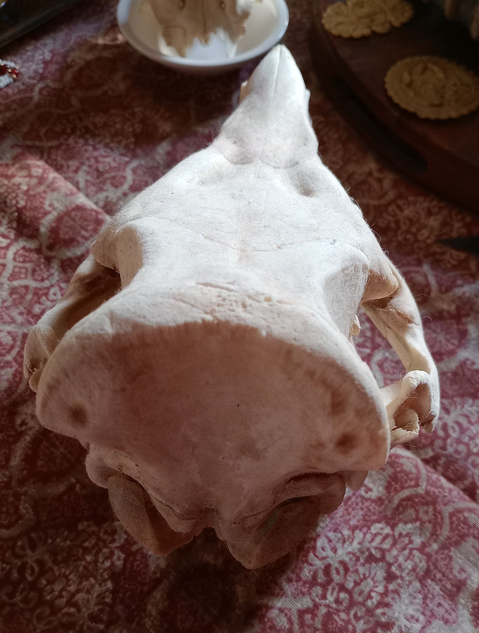 Thumbnail: Domestic pig skull with tongue