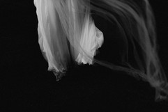 vanessa-madec-photographe-mariage-toulou