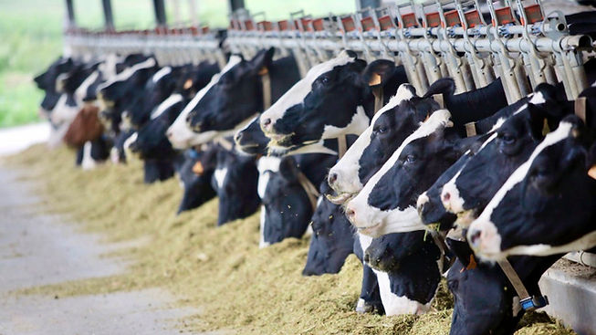 LEITE CONFINADO.jpeg