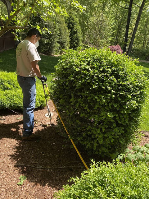 lawn care-19.jpeg