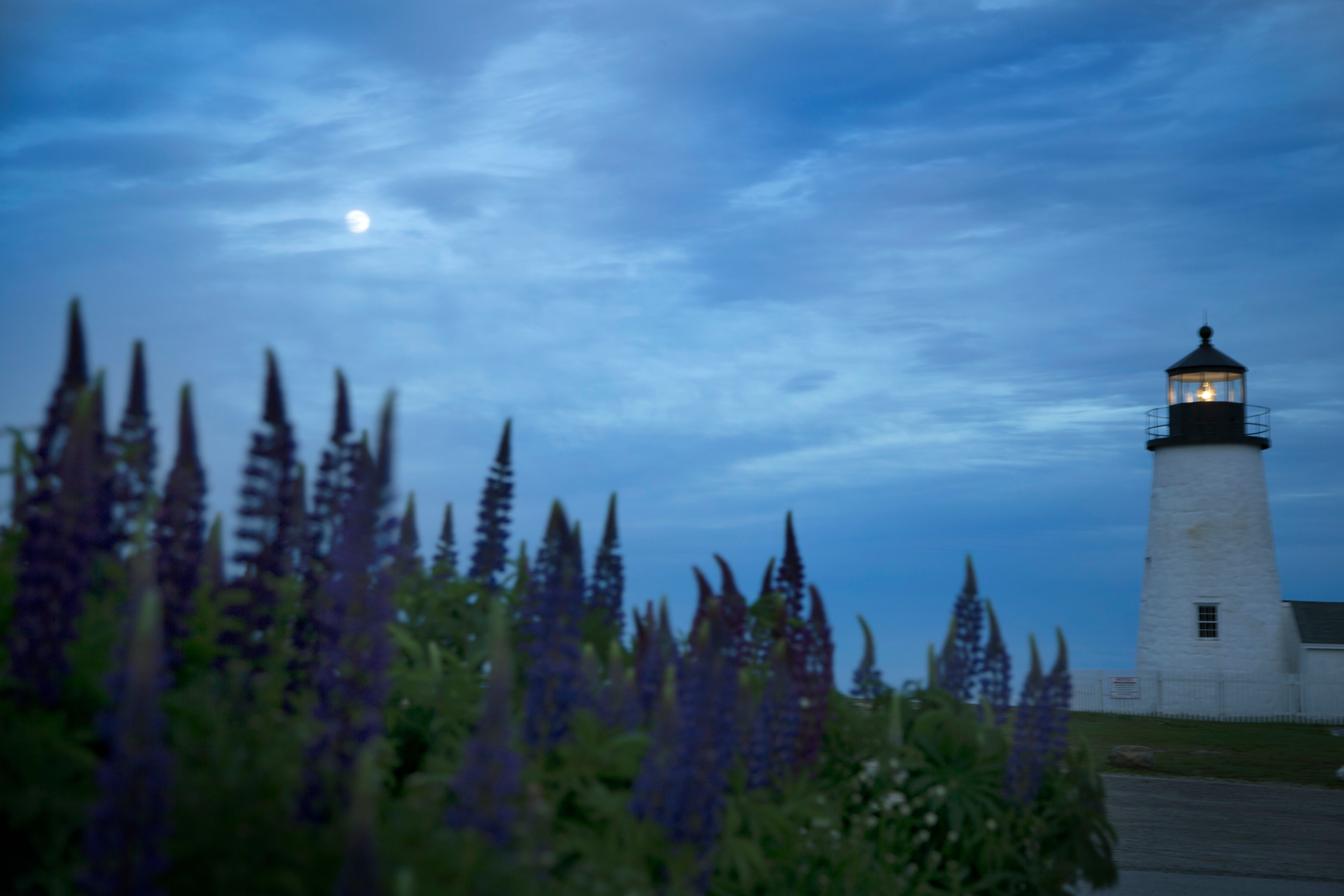 Pemaquid Lupine