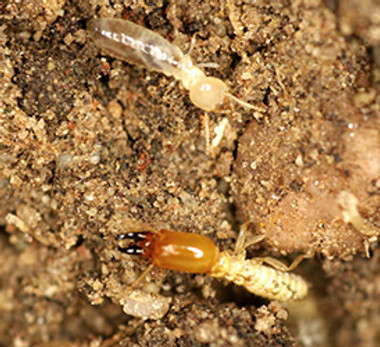 Termites