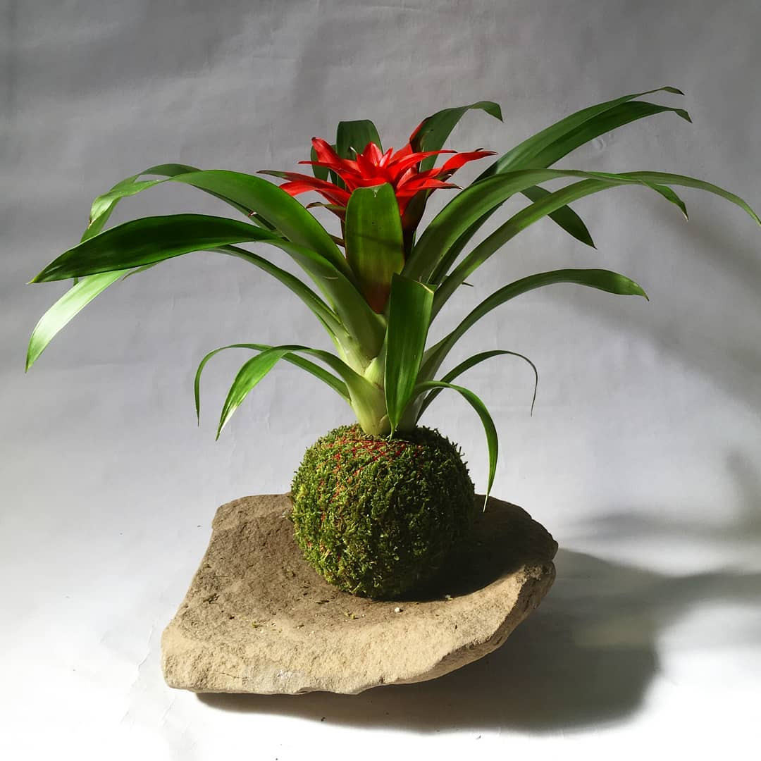 BROMELIA