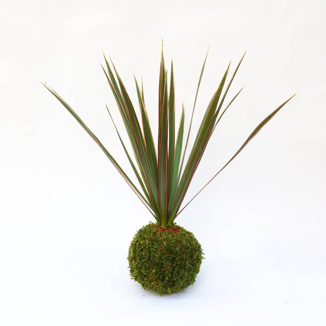 DRACAENA MARGINATA