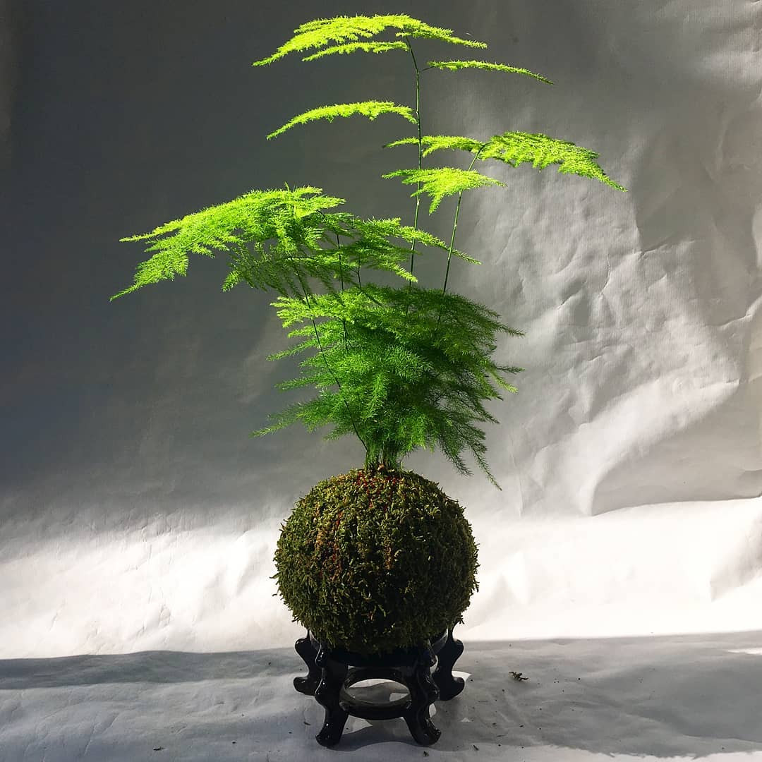 ESPARRAGUERA PLUMOSA