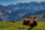 Kühe auf einer Wiese