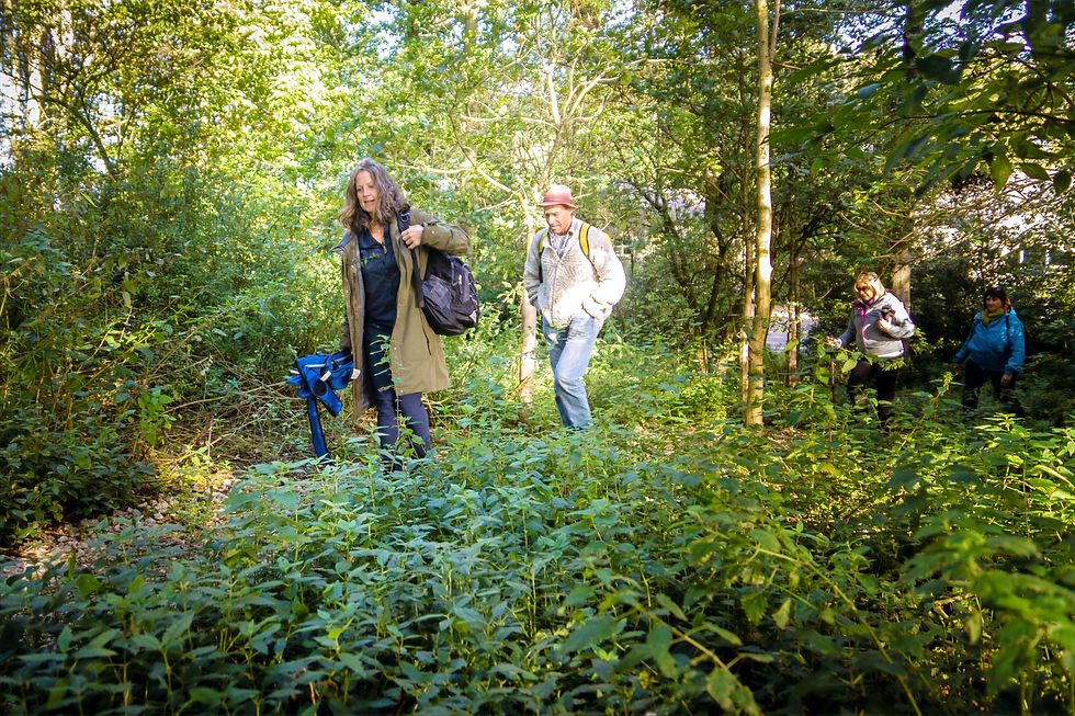 Forest Bathing