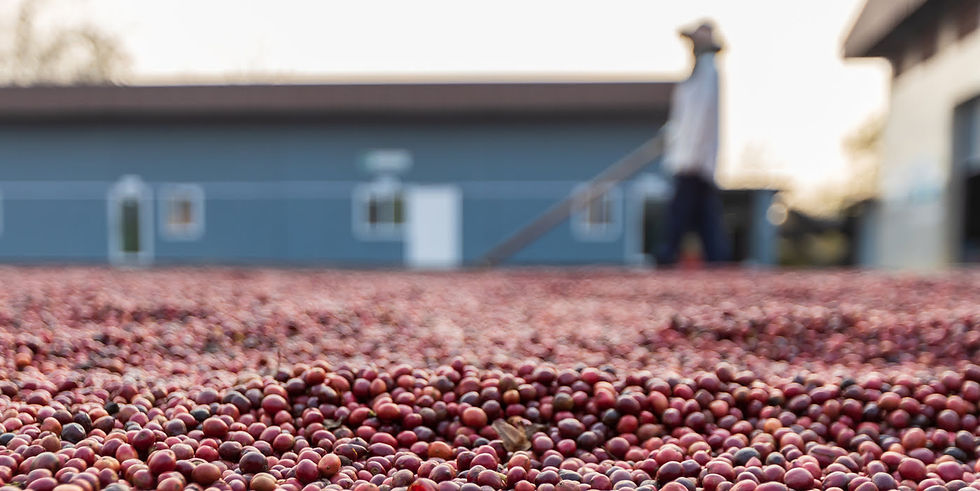 Reddish‑brown coffee cherries spread out to dry in the sun, with a worker and farm buildings softly blurred in the background.