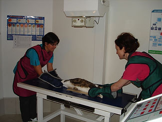 radiographie