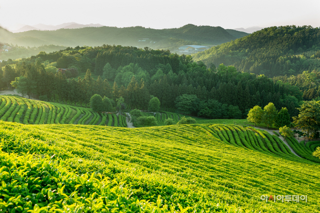 Boseong Green Tea Field, South Korea