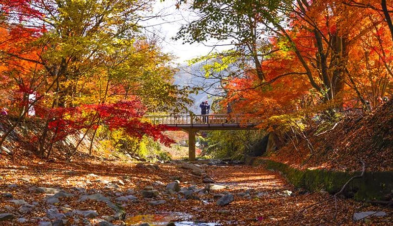 Naejangsan National Park & Baekyangsa Temple