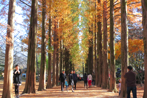 Nami Island & Gangchon Railbike photo 1