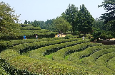 보성녹차밭.JPG