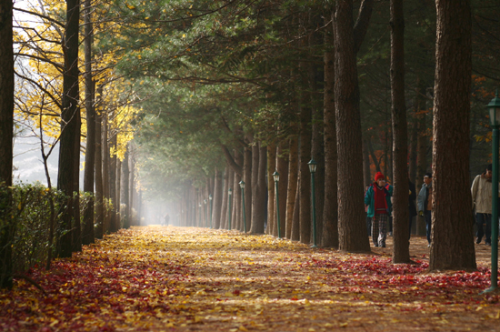 Nami Island, Petite France & Garden of Morning Calm photo 3