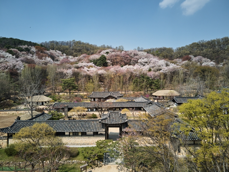 Korean Folk Village & Hwaseong Fortress photo 1