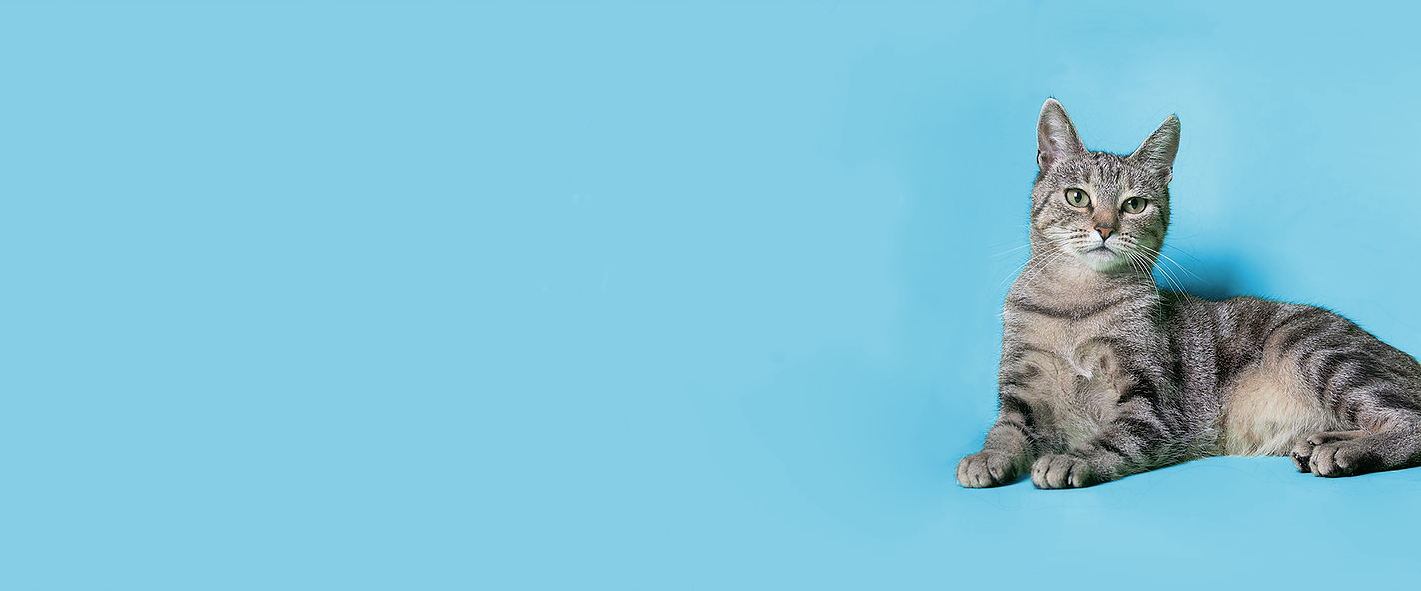 Grooming Cincinnati, Ohio Pretty Paws Pet Grooming