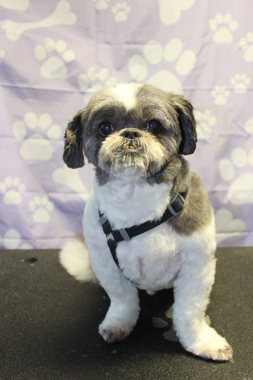 Grooming Cincinnati, Ohio Pretty Paws Pet Grooming