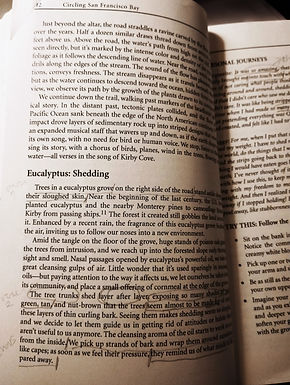 Text about the Eucalyptus from Ginny Anderson´s book "Circling San Franciso Bay" which became the song "Eucalyptus Grove"