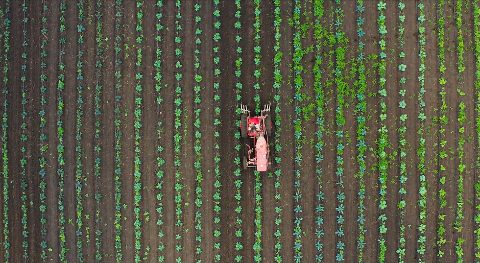 Three Films About Growing What Lasts