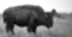 brown and black American bisons on grass field during daytime_edited_edited.jpg