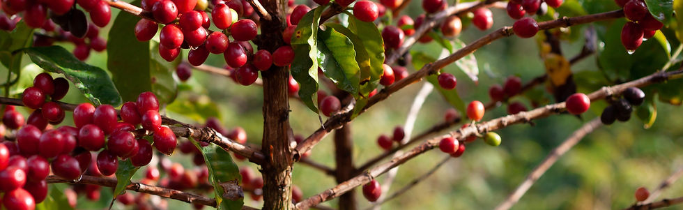coffee tree 2.jpg