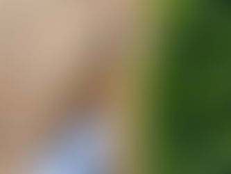 #EUDR: EU udsætter endnu engang vigtig grøn lovpakke og strækker sig yderligere mod højre