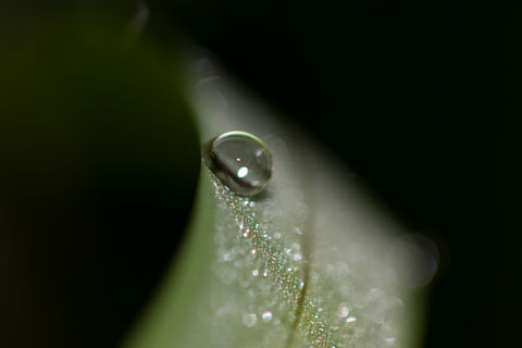 草にひっつく水滴
