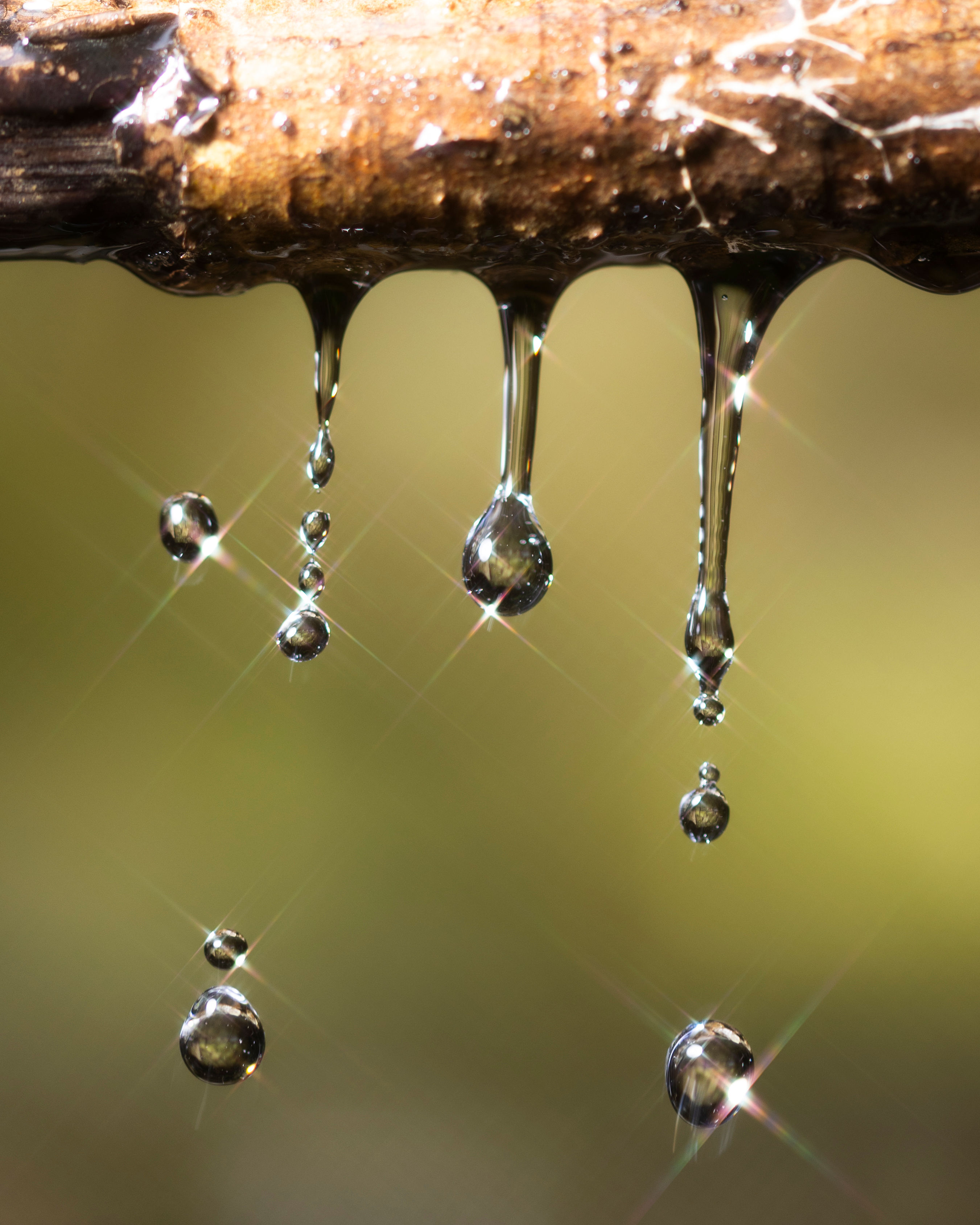 Sparkling Water Drops Falling from the Tree