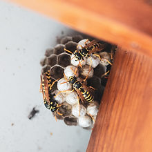 wasp%20home%20at%20home_edited.jpg