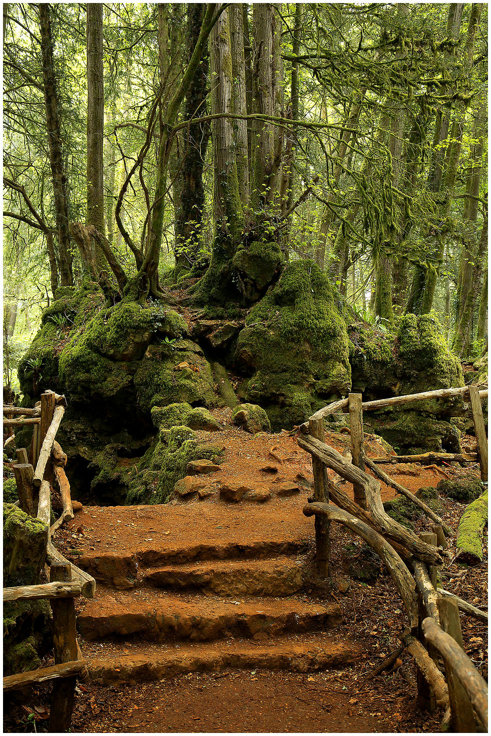 Puzzle Wood
