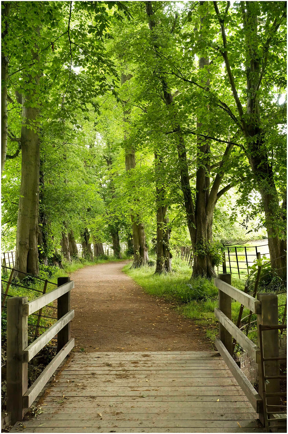 Lime Trees