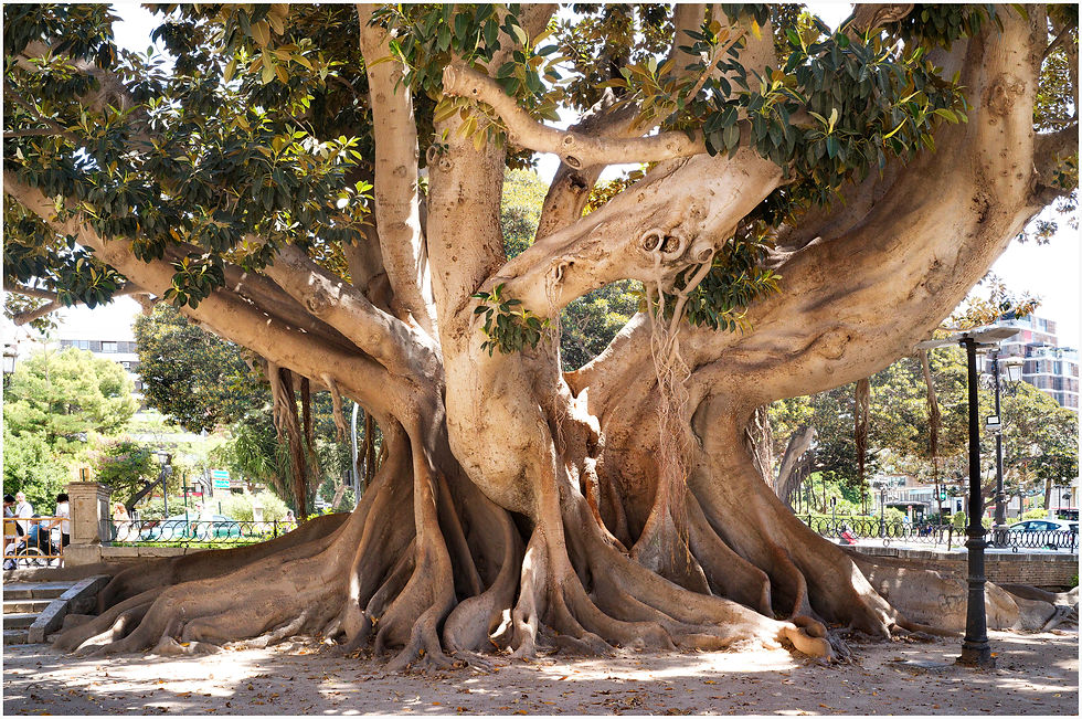 Ficus Macrophylla - Strangler Fig. Girth of about 13 m.