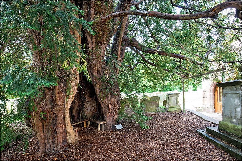 Marcle Yew in context
