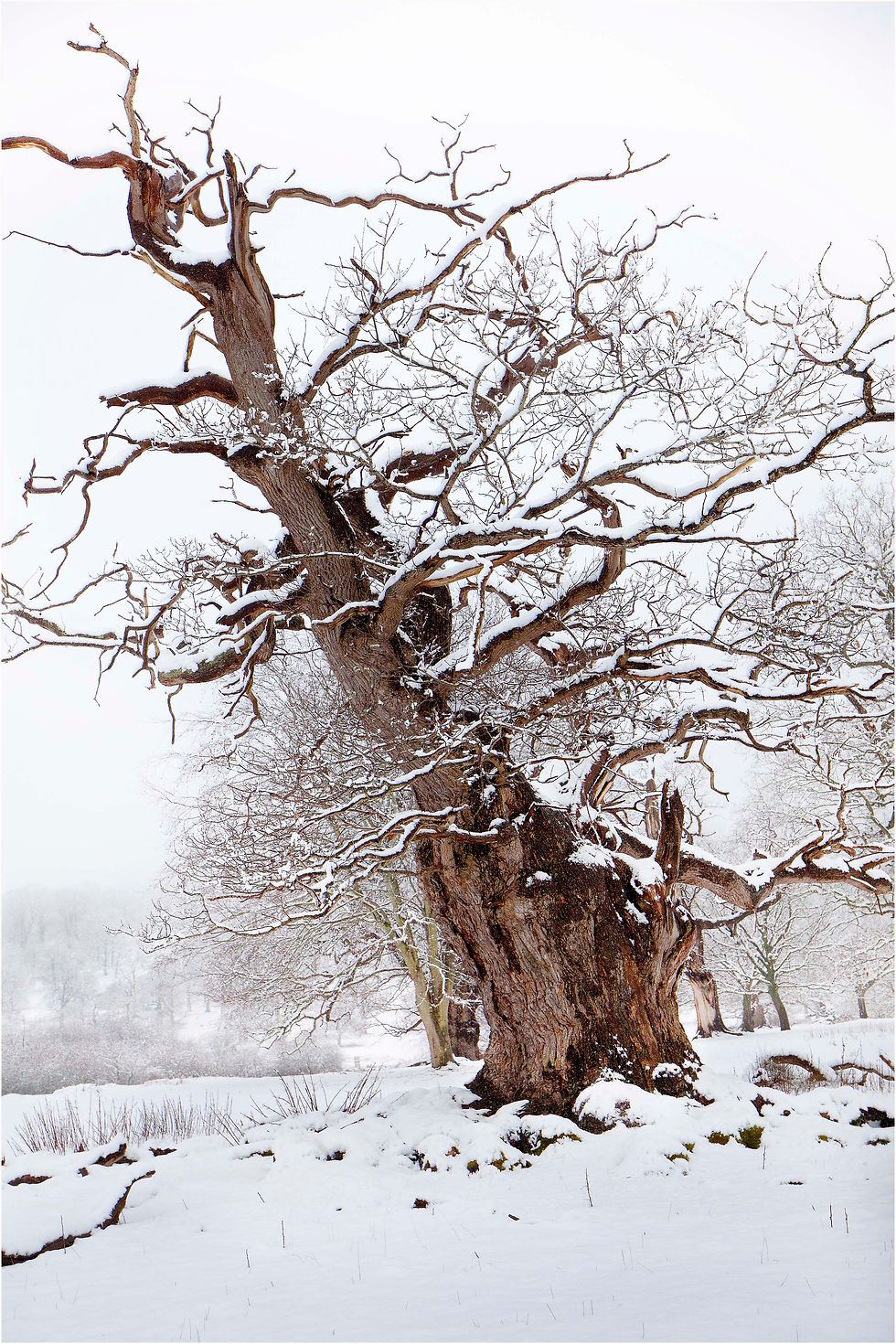 Winter Oak