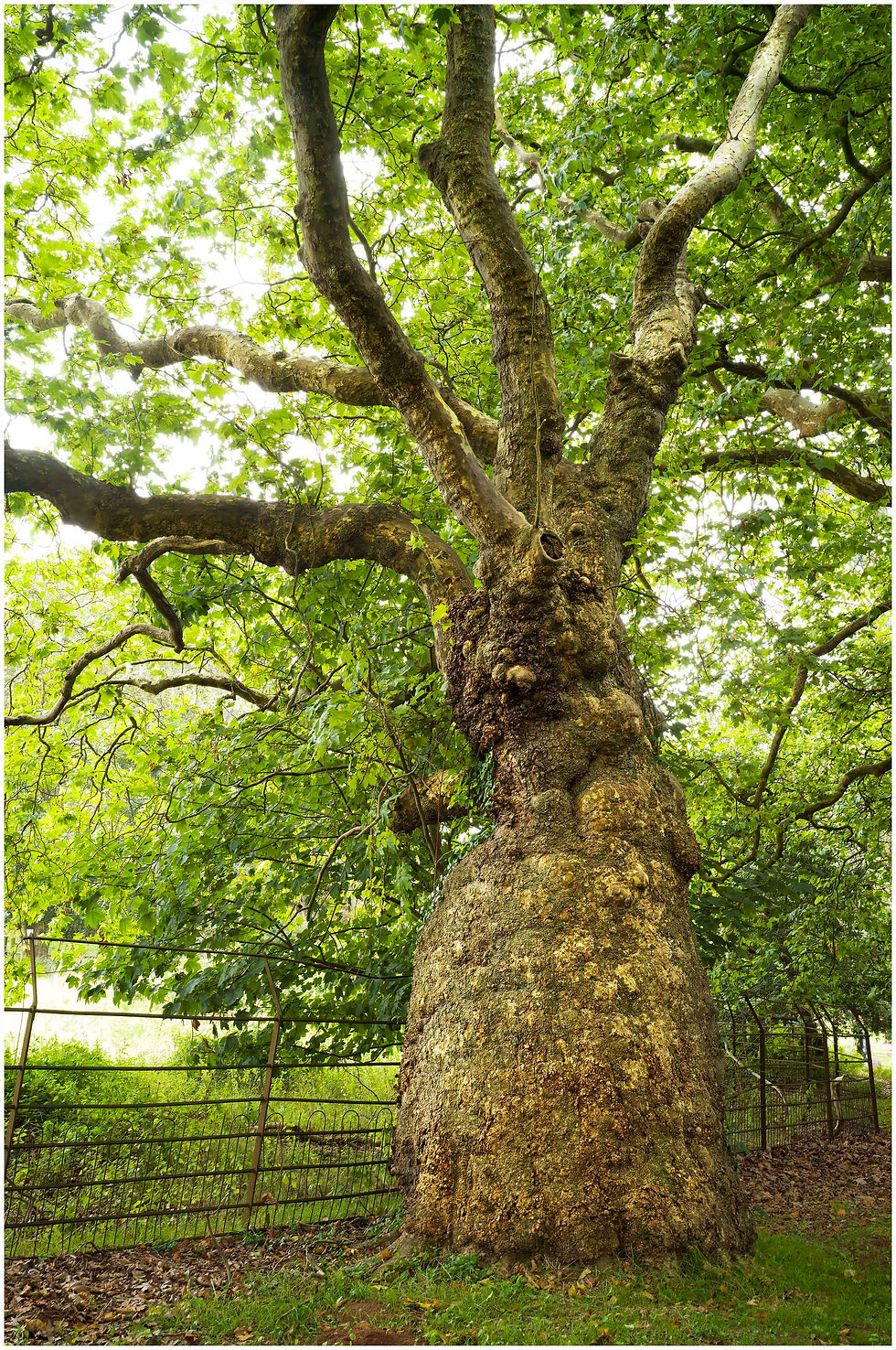 Old Field Maple