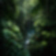 top-view-jungle-background.jpg