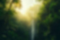cloud-forest-landscape (1).jpg