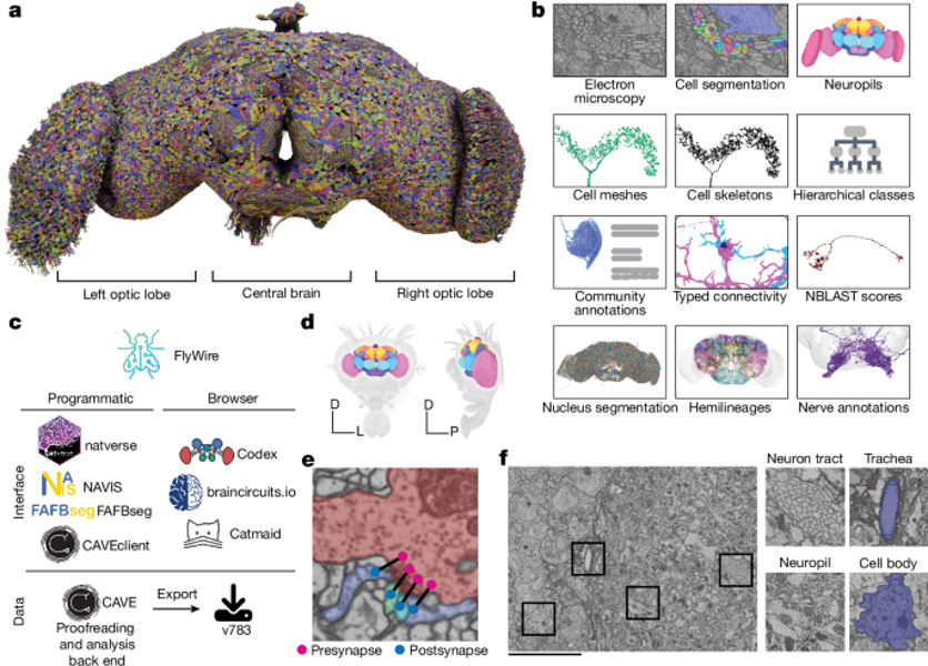 Image: neuronal wiring diagram from the FlyWire/Nature project. See the primary publication and its figure resources 2.
