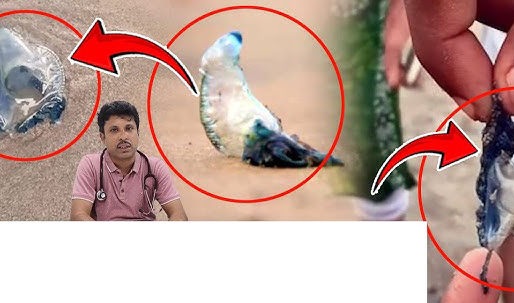 వింత జీవులున్నాయి.. తస్మాత్ జాగ్రత్త!