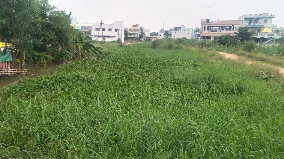 రామిగెడ్డకు ‘గుర్రపుడెక్క’ గ్రహణం