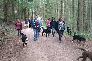 Social%20Dogwalk_edited.jpg