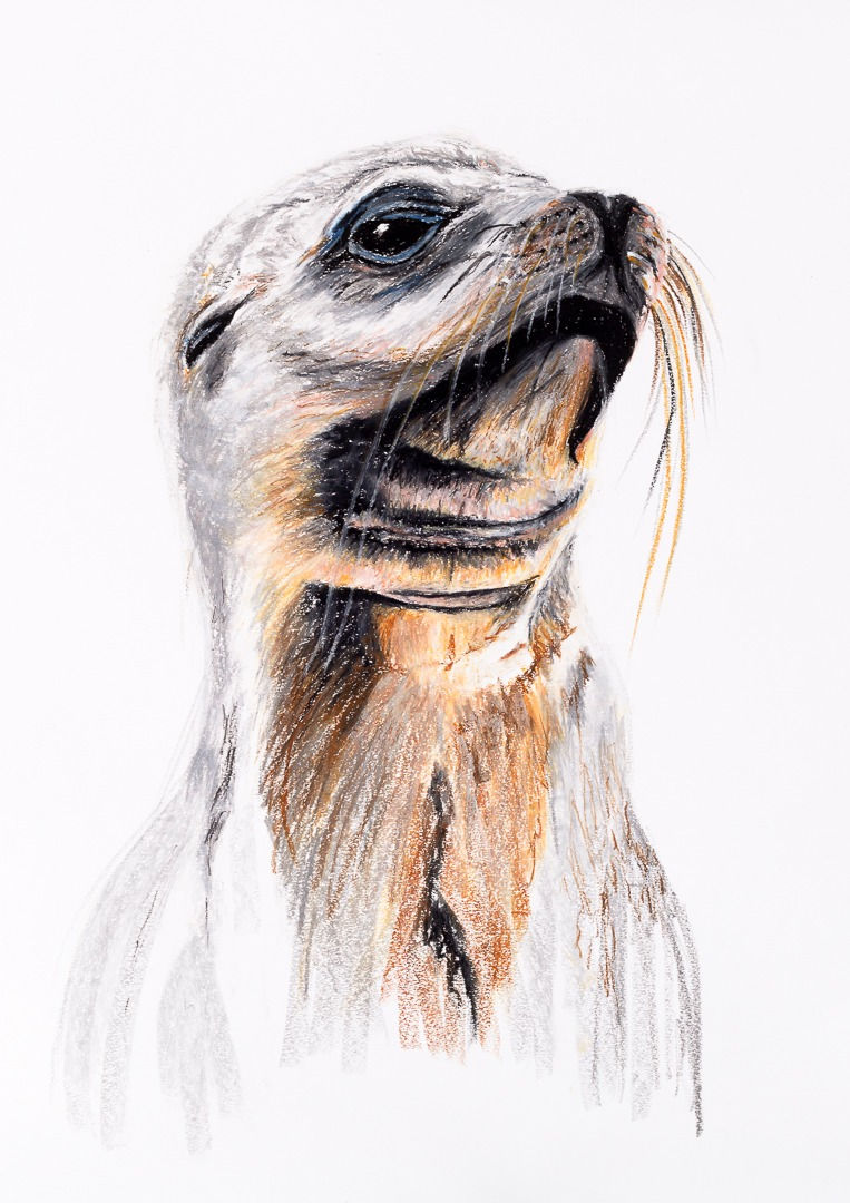 Sally The Seal