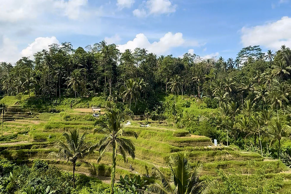 Arrozales en terrazas de Tegallalang