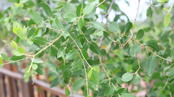 Hutan Mangrove Wonorejo