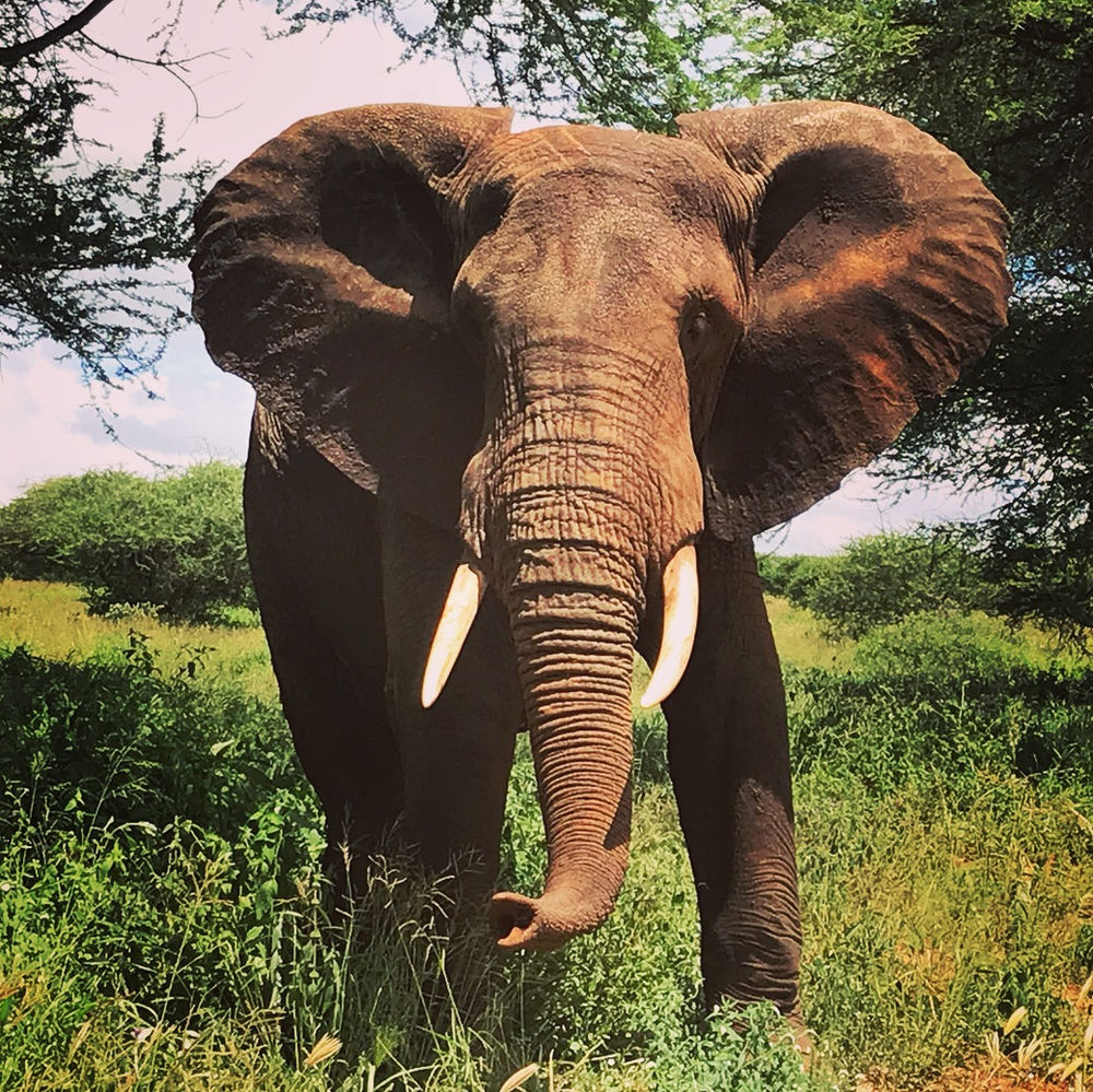 Week Two: Safari means a journey in Swahili...