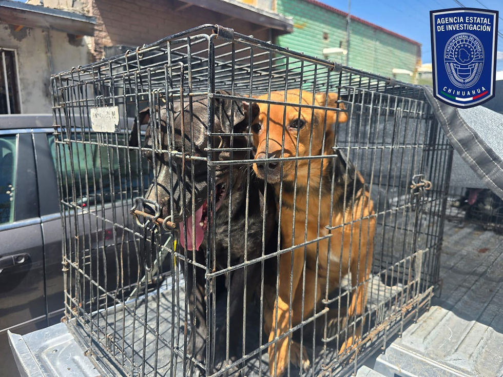Aseguró FGE Norte a 55 animales en situación de maltrato durante septiembre
