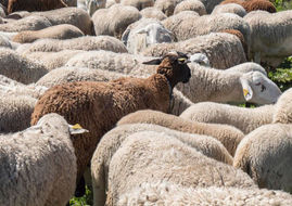 Lanza Desarrollo Rural convocatoria para la adquisición de borregos